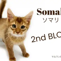 【 ソマリ 】再レビュー！可愛くより温厚、飼い易さ120%の優等生に育ちました♪