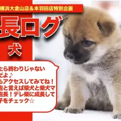 【 しばこの成長アルバム 】大倉山店の看板犬種！柴犬しばこちゃんの成長記！