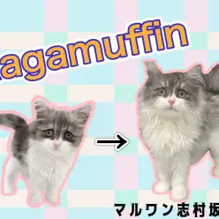 【 ラガマフィン 】甘党王子は健在！お兄さんになったラガくんの魅力をご紹介！