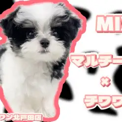 【 MIX 】パンダじゃないよ！マルチワだよ！北戸田店のエンジェルミックス登場