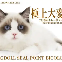 【 8/21本羽にゃんライフ 】濃いめのこげ茶出現！シールポイントラグドール！