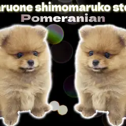 【 ポメラニアン 】濃厚オレンジのタヌキポメ!抜群のルックスと表情に釘付け!