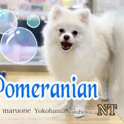 【 ポメラニアン 】爆毛ポメくんの今と、シャンプーのポイント教えます