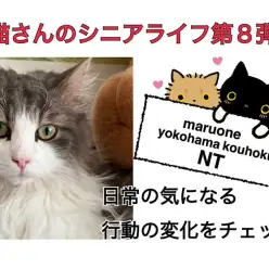 【 お役立て情報 】シニア猫さんの日常の気になるあれこれ
