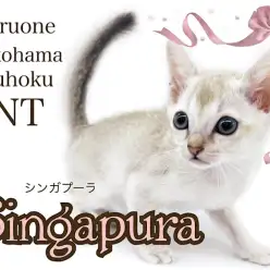 【 シンガプーラ 】小さな妖精!とってもキュートなシンガプーラの男の子