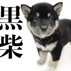 【 柴犬 】世界中で大人気！日本が誇る柴犬！可愛らしさの中にさすがの風格！