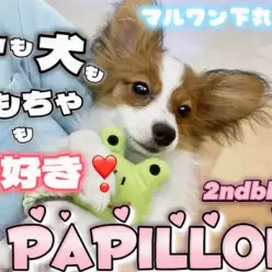 【 パピヨン 】甘えん坊炸裂！美しさに磨きがかかった愛されキャラの2ndブログ