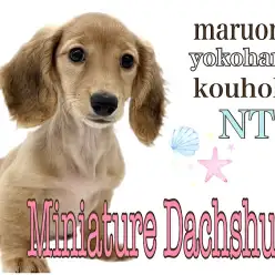 【 ミニチュア・ダックスフント 】大らか短足女子、だっちゃんの生後3ヶ月