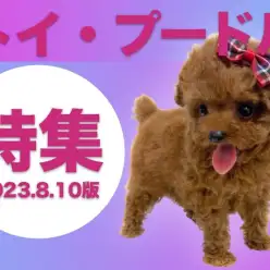 【 トイ・プードル特集 】8/10現在の全店在店のアイドル級トイ・プードルちゃんのご紹介！！