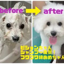 【 ビションフリーゼ 】シャンプー風景！フワフワ綿あめちゃん！