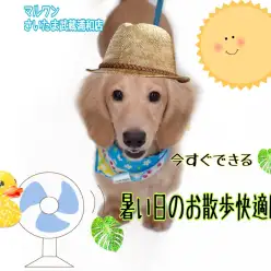 【 暑い日のお散歩対策 】必見！今すぐできる暑い日のお散歩を快適に過ごす方法！