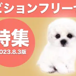 【 ビションフリーゼ特集 】8/3現在在店中の純白アフロ犬のご紹介！
