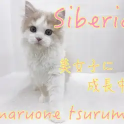【 サイベリアン 】生後3ヶ月！癒し系美人さんに成長中！