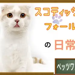 【 スコティッシュフォールド 】人懐っこさMAX！甘えん坊スコちゃんの日常