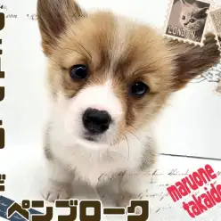 【 ウェルシュコーギーペンブローク 】ぽてぽて歩きのアイドルわんこ！