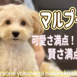 【 MIX 】元気いっぱいマルプーちゃん！可愛さに磨きのかかった姿にご注目！