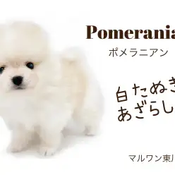【 白ポメラニアン 】クリームカラー！マズル短めタヌキ顔ポメラニアン！