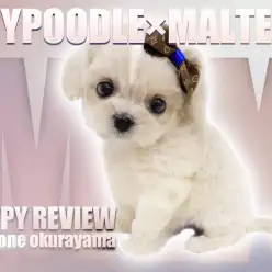 【 マルプー 】トイプードルとマルチーズから誕生した奇跡の可愛さを持った女の子！