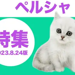 【 ペルシャ特集 】8/24現在の全店舗の猫の王様ペルシャちゃんをご紹介!
