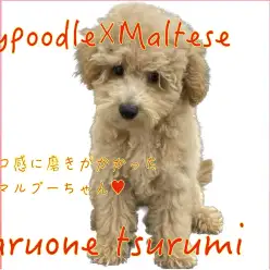 【 MIX 】生後4ヶ月！モコモコに磨きがかかったマルプーちゃん！