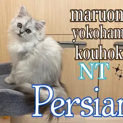 【 ペルシャ 】猫界の王様ペルシャ君の生後4ヶ月の今