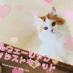 【 ノルウェージャンフォレストキャット 】高井戸イチのおりこうにゃんこに成長中！