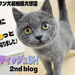 【 ブリティッシュ 】丸みが増し可愛さ倍増！お手入れ慣れとコミカルな性格が特徴！