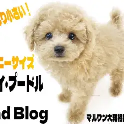 【 トイプードル 】タイニーサイズのテディベアわんこ！育ち盛りの2ndブログ