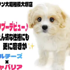 【 マルキャバ  】シャンプーデビュー！甘えん坊な性格にも磨きがかかったよ！