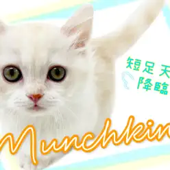 【 マンチカン 】あなたも虜になる事間違いなし!短足マンチ元町に降臨!!!