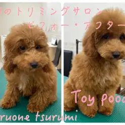 【 トイプードル 】レッドの女の子！カット後に可愛く変身しました！