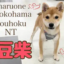 【 豆柴 】天才！豆柴ちゃんのお散歩デビューとトレーニング