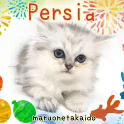 【 ペルシャ 】フワフワキラキラ!チンチラシルバー!天使のペルシャ!