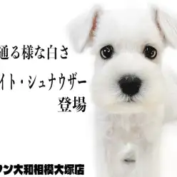 【 ミニチュア・シュナウザー 】透き通るかの様な美しい被毛をもつ白シュナ登場！