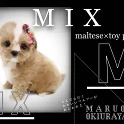 【 マルプー 】抜群のアプリコットカラー！マズル短めのMIX犬が新横浜に出現！