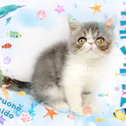 【 エキゾチック 】レアキャット！表情豊かなぶちゃかわ姫に夢中！