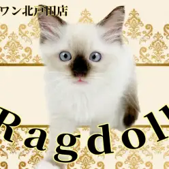 【 ラグドール 】癒しと笑顔を届けるイケメンラグドール登場！