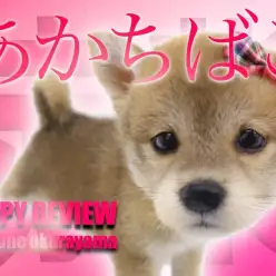 【 柴犬 】純粋無垢で従順！THE和犬な赤柴犬の女の子がやってきた！