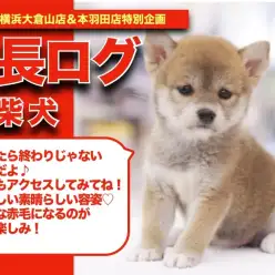【 あかちばこの成長アルバム 】柴犬を愛して止まない店長が悶絶！ちばこちゃんの成長記！
