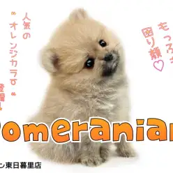 【 ポメラニアン 】困り顔のオレンジポメたんに出会えるのはマルワン東日暮里店!