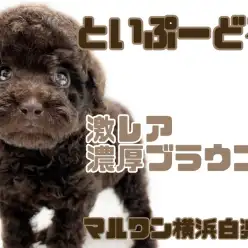 【 トイ・プードル 】激レアカラー!マイペースだけど元気いっぱいブラウントイプー