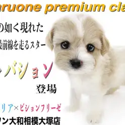 【 キャバション 】SNSでも大人気!!キャバリアとビションフリーゼのMIX紹介