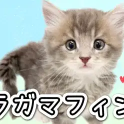 【 ラガマフィン 】上品なブルーの耀きを放つ心優しきジェントルキャット！