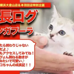 【 シンシンの成長アルバム 】おサルみたいな動きが可愛い最小猫の成長記！