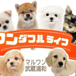 【 ワンダフルライフ 】お店のワンちゃんの貴重フォトをお届けします！