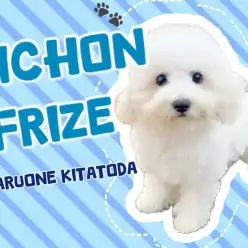 【 ビションフリーゼ 】純白の美男子降臨！？元気いっぱい甘えん坊さんな男の子♪