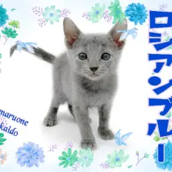 【 ロシアンブルー 】高井戸イチの甘えんぼキャット！