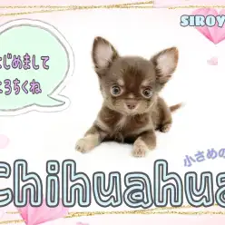 【 チワワ 】待ってました！珍しいチョコタンカラーの女の子です。