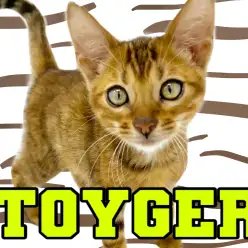 【 トイガー 】希少種！野性味溢れる小さなトラが横浜元町にやってきた！！