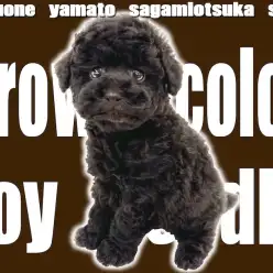 【 トイプードル 】レアカラー！ビターなブラウンの被毛を持つ愛らしい人気犬種！